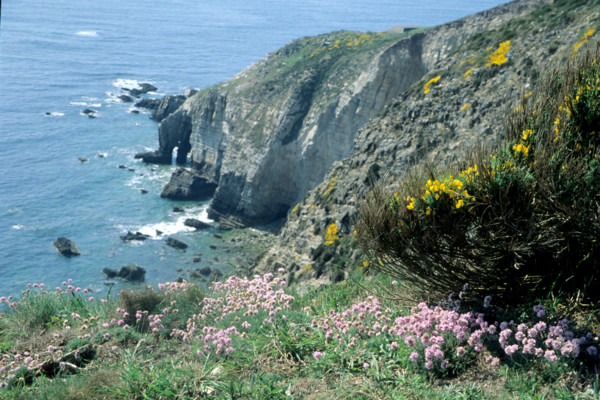 France, Bretagne, Finistere, presqu'ile de crozon, cap de la chevre, pointe, vegetation, armeries maritimes,