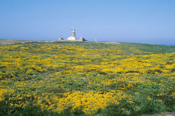 France, Bretagne, Finistere sud, Cap Sizun, Cornouaille, pointe du Raz, la lande et le semaphore, genets,