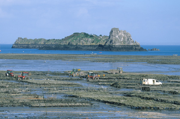 France, Bretagne, Ille et Vilaine, pays de la baie du Mont-Saint-Michel, cancale, parcs a huitres et rocher de cancale, ostreiculture, tracteur, gastronomie,