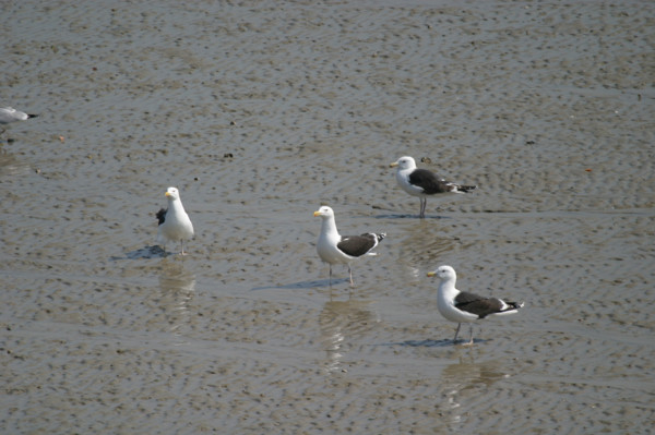 France, Bretagne, Cotes d'Armor, cote d'Emeraude, erquy, port de peche, maree basse, goelands marins,