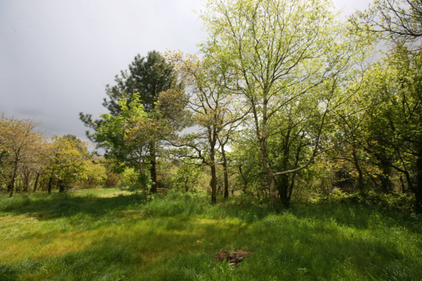 France, Bretagne, Finistere sud, Cornouaille, l'odet, site du Stangala, arbres,