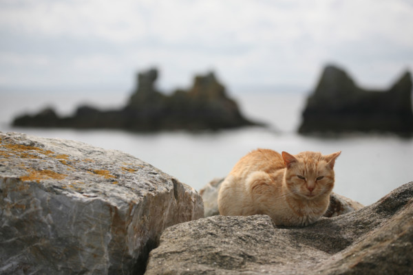 Chat sur la plage de Morgat (Bretagne)