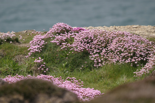 France, Bretagne, Finistere, presqu'ile de crozon, presqu'ile de crozon, cap de la chevre, vegetation, armerie maritime,