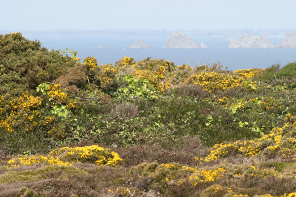France, Bretagne, Finistere, presqu'ile de crozon, cap de la chevre, lande, genets,