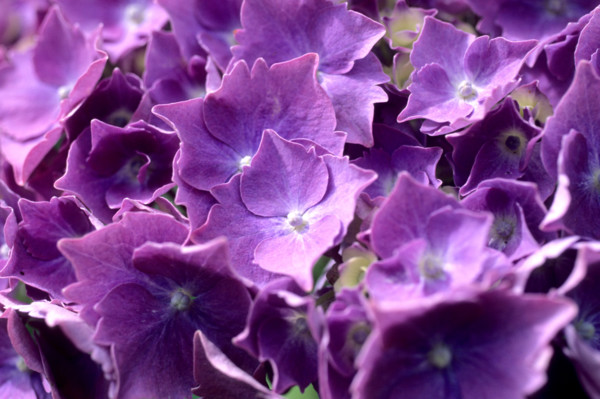 France, Bretagne, Finistere sud, Douarnenez, treboul, detail hortensias ,