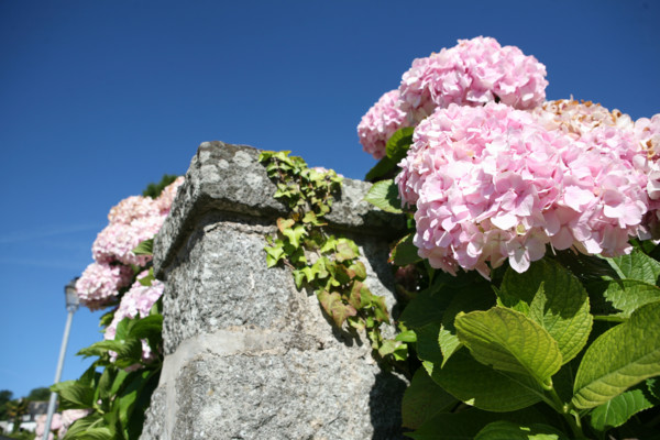 France, Bretagne, Finistere Sud, Douarnenez, landevennec, rade de Brest, hortensias en bordure de l'ancienne abbaye,
