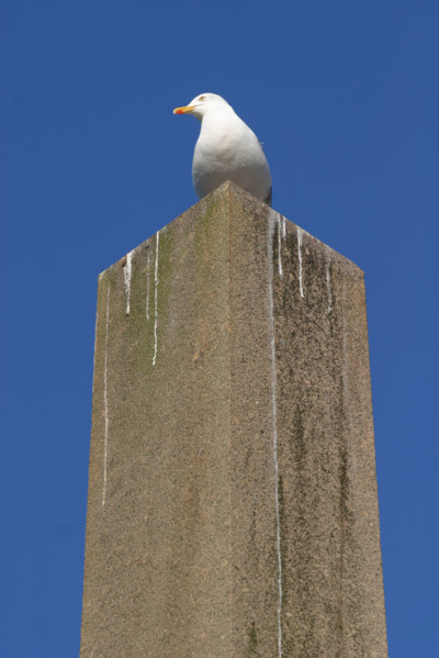France, Basse Normandie, Manche, Cotentin, Cherbourg, obelisque, goeland argente, oiseau marin,