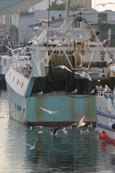France, Basse Normandie, Manche, Cotentin, Cherbourg, ambiance chalutiers et goelands, port de peche, retour de peche,