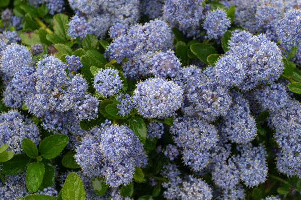 France, Basse Normandie, Manche, regneville sur mer, site des fours a chaux, hortensias ou hydrangeas,