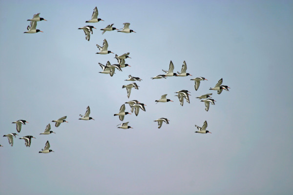 France, Basse Normandie, Manche, pays de la baie du Mont-Saint-Michel, 
vol d'oiseaux, huitriers pies,