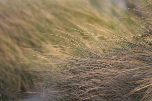 France, Basse Normandie, Manche, Cotentin, Cherbourg, grande rade est, dunes de la plage de Collignon, sable, vegetation,