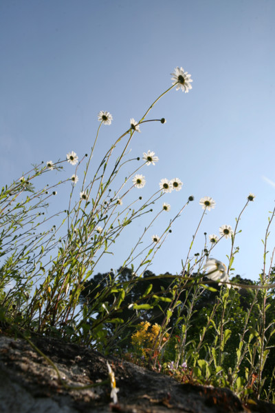 France, Bretagne, Morbihan, golfe du Morbihan, ile aux moines, le bourg, fleurs sauvages, marguerites sur un mur,