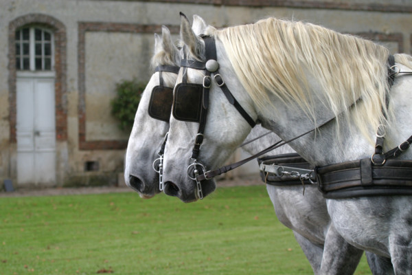 France, Basse Normandie, orne, pays d'auge ornais, randonnee a cheval autour de Medavy et de son chateau
