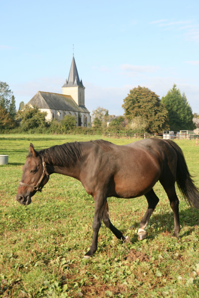 France, Basse Normandie, orne, pays d'auge ornais, randonnee a cheval autour de Medavy et de son chateau