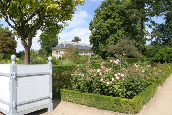 France, Haute Normandie, Seine Maritime, Rouen, rive gauche, jardin des plantes, fleurs, nature, ardin public,