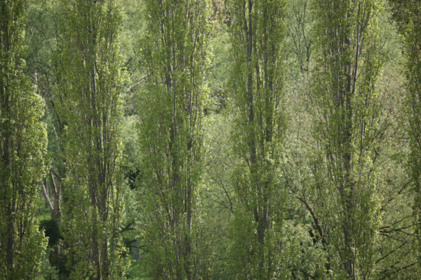 France, vallee de la seine