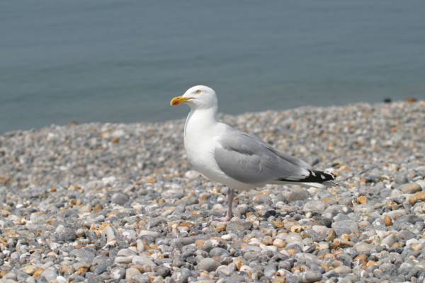 France, dieppe