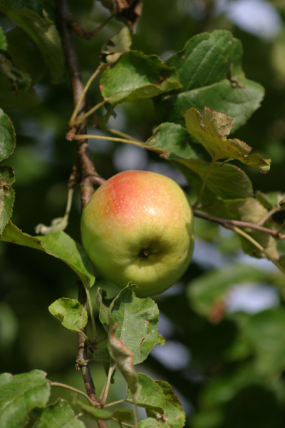 France, apples