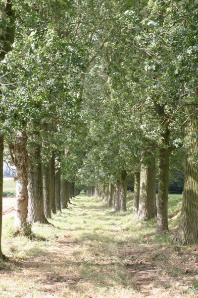 France, Haute Normandie, Seine Maritime, houquetot clos masure, ferme de l'etoile, allee d'arbres, double hetraie,