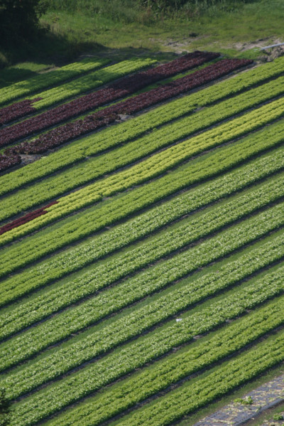 France, Haute Normandie, Seine Maritime, pays de Caux maritime, Paluel, panorama sur Vittefleur, culture maraichere, salades, agriculture,