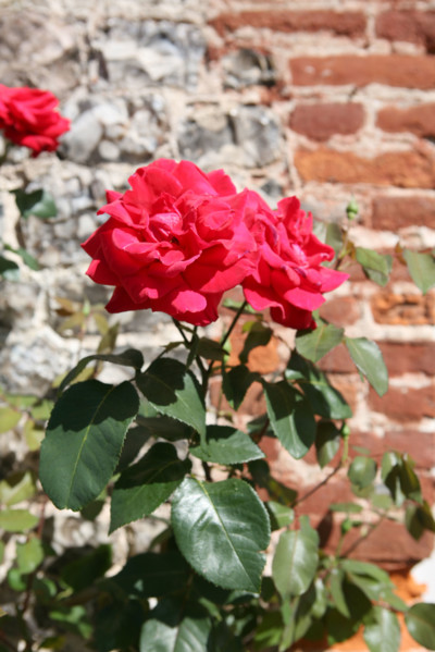 France, Haute Normandie, Seine Maritime, veules les roses, pays de Caux maritime, au fil de la veules, plus petit fleuve de france, rose, mur, briques,