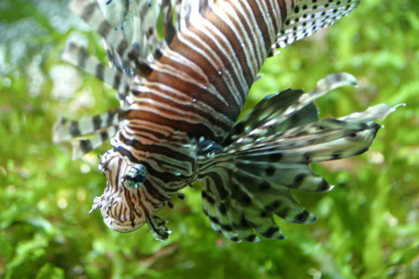 France, Basse Normandie, Manche, Cotentin, Cherbourg, Cite de la Mer
aquarium recreant la faune d'une faille tropicale, poissons,