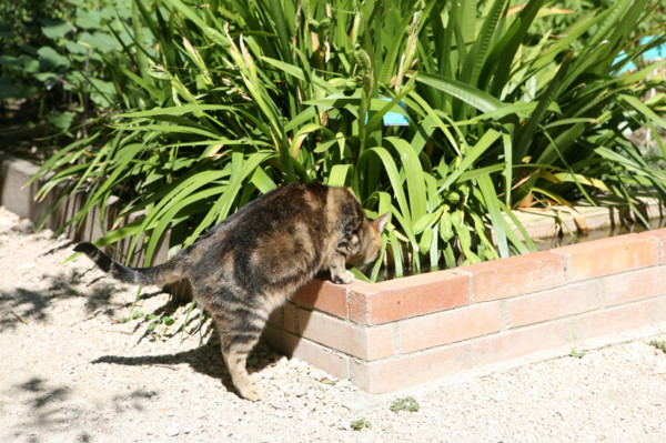 France, languedoc roussillon, gard, uzes, jardin medieval, chat,
