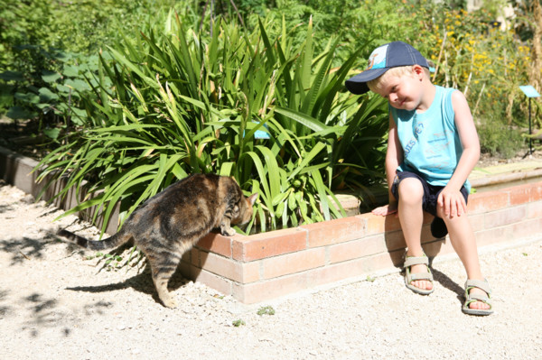 France, languedoc roussillon, gard, uzes, jardin medieval, chat et enfant,