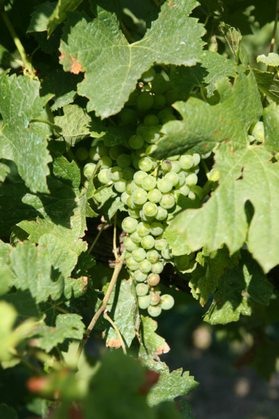 France, languedoc roussillon, gard, collias, vignobles autour de collias, proche du pont du Gard, raisin, vin, vigne