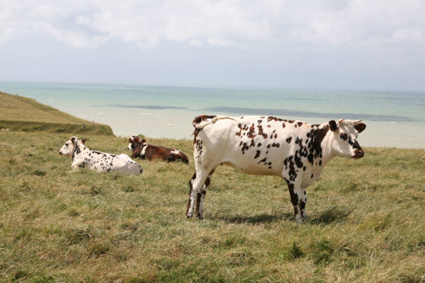 France, picardie, somme, ault, pays de la bresle maritime, chemin des douaniers, promenade, randonnee, panorama, vent, vagues, vaches normandes face a la mer au sommet des falaises,