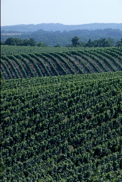 France, midi pyrenees, lot, quercy, cahors, vignoble, vin, paysage, panorama, agriculture, viticulture, vigne,