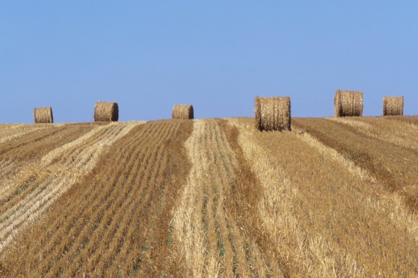 France, region pays de loire, sarthe, sud, agriculture, champ, paille, roundballers, ferme,