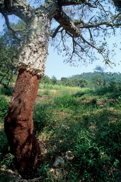 France, region paca, var, route des cretes, massif des maures, chene liege, arbre,