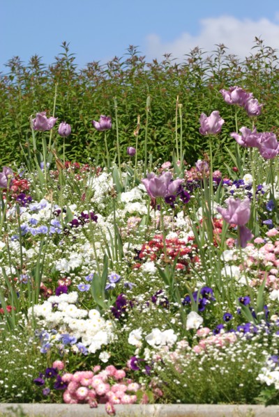 France, region ile de france, yvelines, chatou, l'ile aux impressionnistes, artistes, peinture, seine, village, jardin, fleurs, tulipes,
