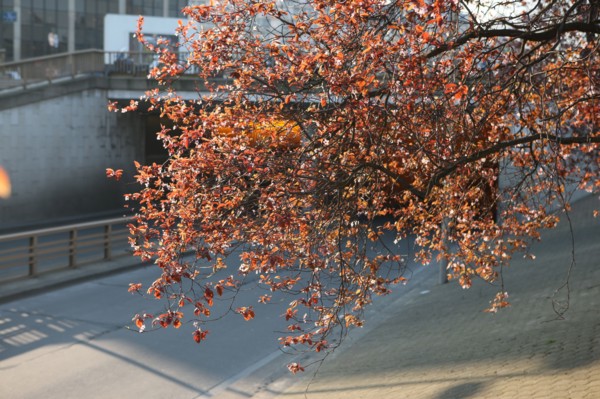 France, avenue du maine
