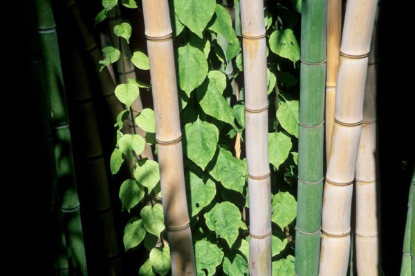 morocco, bamboos