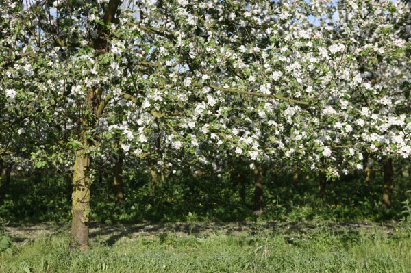 France, Haute Normandie, eure, bretigny, fleurs de pommier, verger basse tige, agriculture, cidre, calva, arbre fleuri, printemps, culture cidricole, floraison,
