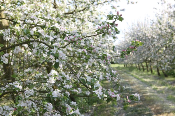 France, Haute Normandie, eure, bretigny, fleurs de pommier, verger basse tige, agriculture, cidre, calva, arbre fleuri, printemps, culture cidricole, floraison,