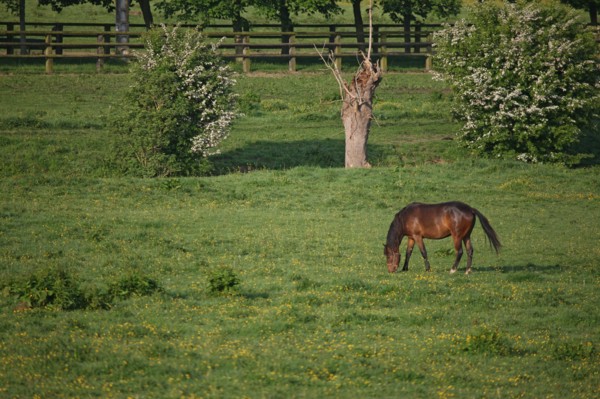 France, pays d'auge