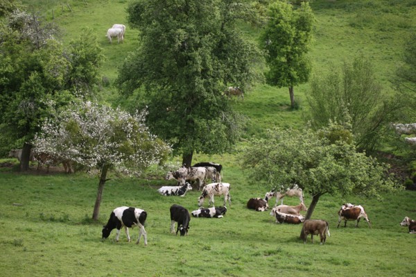 France, pays d'auge