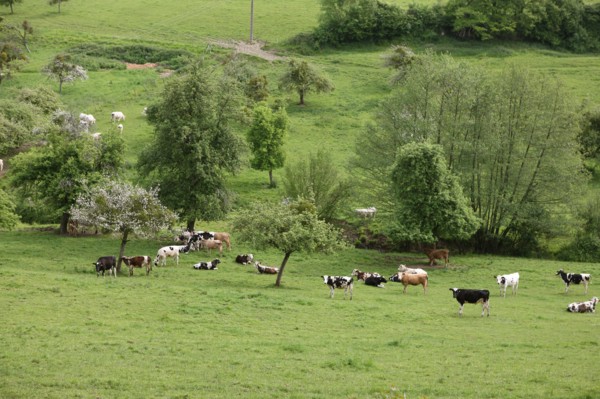 France, pays d'auge