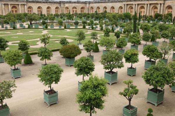 France, ile de france, yvelines, versailles, chateau, jardins, orangerie, arbres,