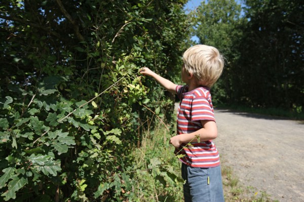 France, Basse Normandie, manche, pays de la baie, voie verte, ducey, enfant, cueillette des mures,