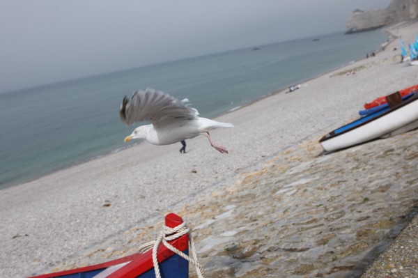 France, Haute Normandie, seine maritime, pays des hautes falaises, etretat, plage, galets, falaise d'amont, barques, caiques, bateaux, canots, impressionnisme, goeland,