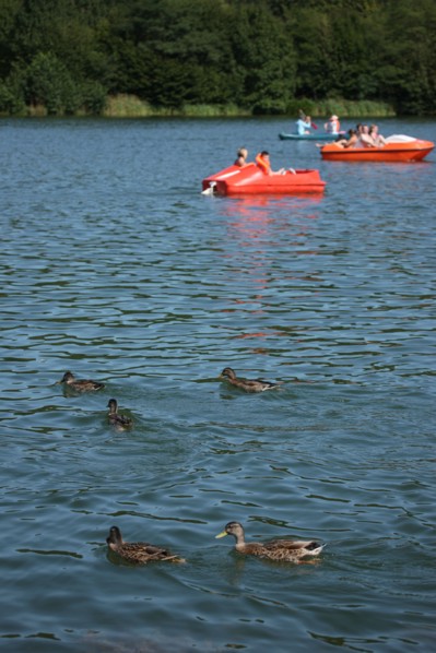 France, Haute Normandie, seine maritime, plateau de caux maritime, lac de caniel, base nautique et de loisirs, plage, nautisme, sports, canards,
