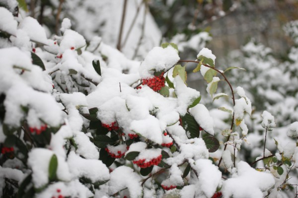 Paris sous la neige