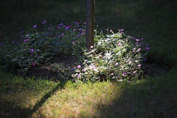 France, Basse Normandie, Calvados, cote fleurie, Deauville, parc calouste gulbenkian, ancien parc des enclos, benerville, jardin, arboretum,