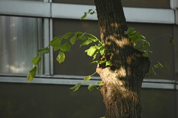 France, Ile de France, paris 14e arrondissement, rue boulard, detail d'habitat, arbre et la ville,
