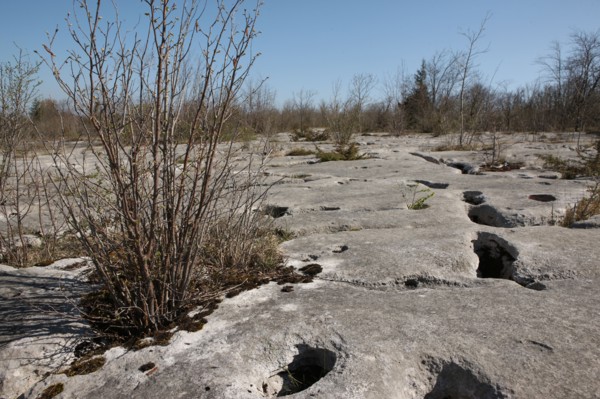 France, Loulle limestone pavement