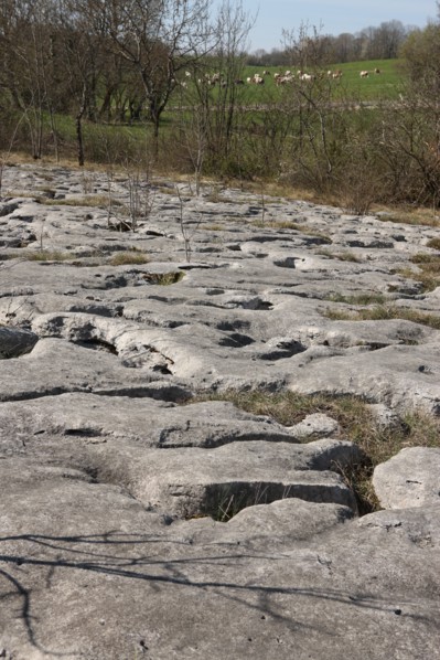 France, Loulle limestone pavement